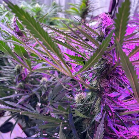 Strawberry cough #5 growlog timeline photo