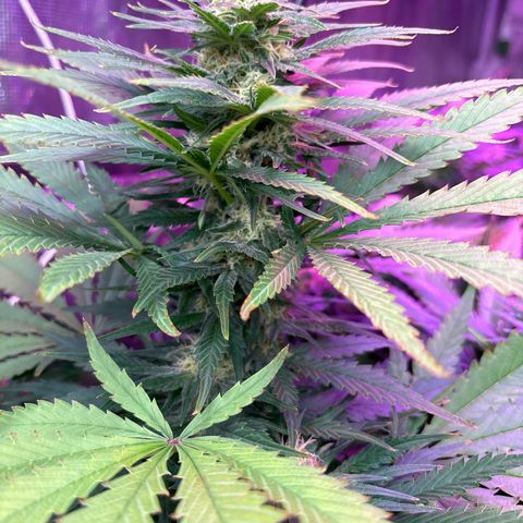 Strawberry cough #4 growlog photo: Fading but not as bad as 3. That channel seems to feed slower than the rest. It get to the right level though 