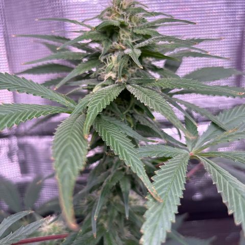 Strawberry Cough #1 growlog timeline photo