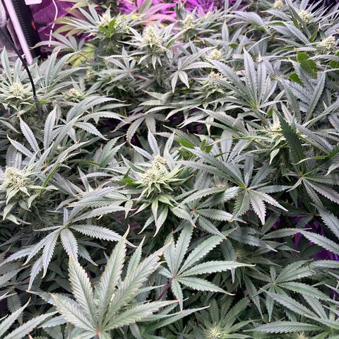 Strawberry cough #5 growlog timeline photo