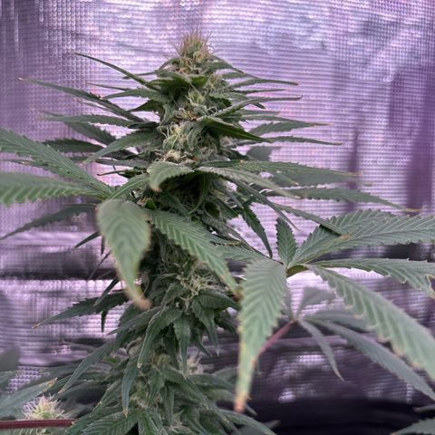 Strawberry Cough #1 growlog timeline photo