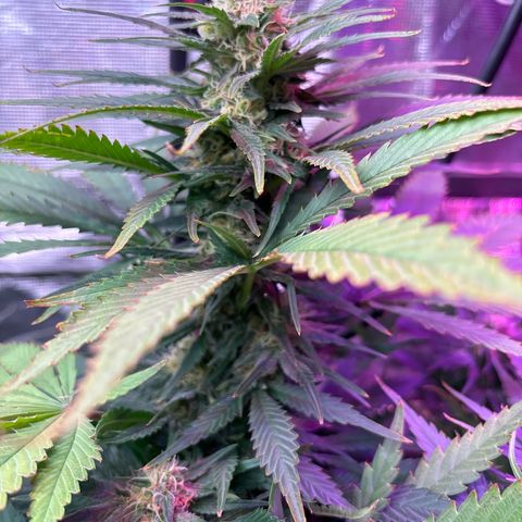 Strawberry cough #4 growlog timeline photo