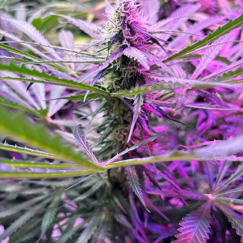 Strawberry cough #5 growlog timeline photo