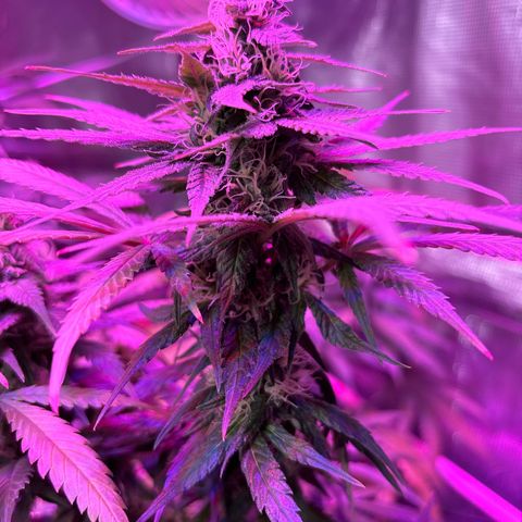 Strawberry Cough #3 growlog timeline photo