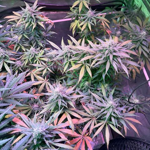 Strawberry Cough #3 growlog timeline photo