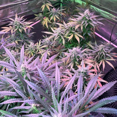 Strawberry Cough #3 growlog timeline photo