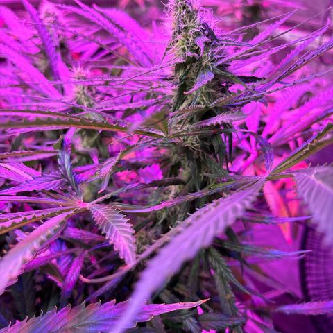 Strawberry cough #5 growlog timeline photo
