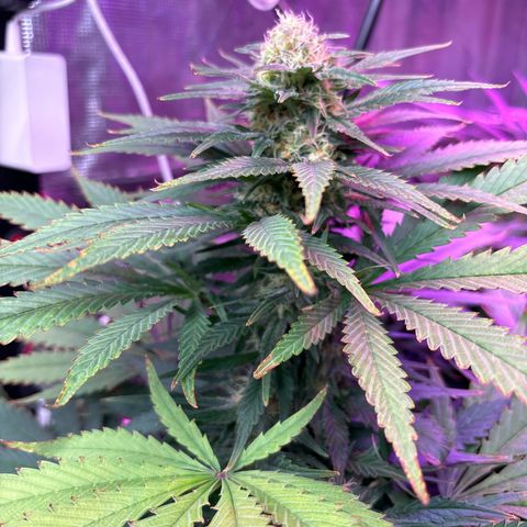 Strawberry cough #4 growlog timeline photo