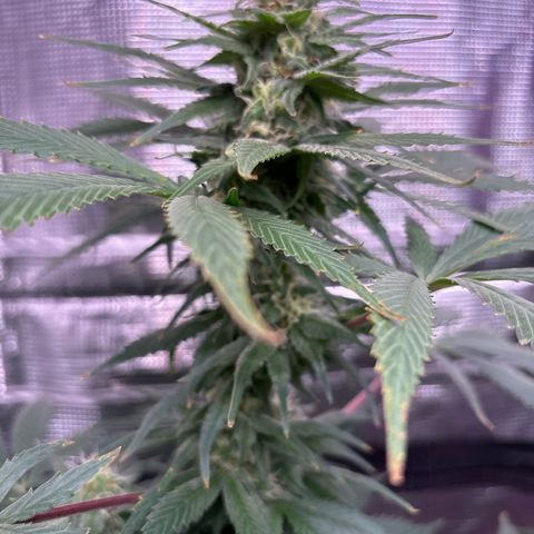 Strawberry Cough #1 growlog timeline photo