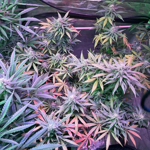 Strawberry Cough #3 growlog timeline photo