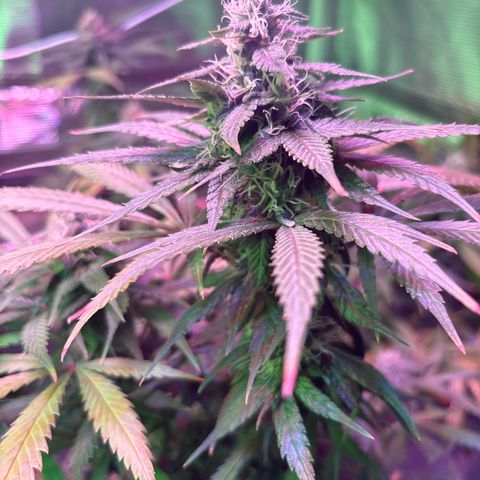 Strawberry Cough #3 growlog timeline photo