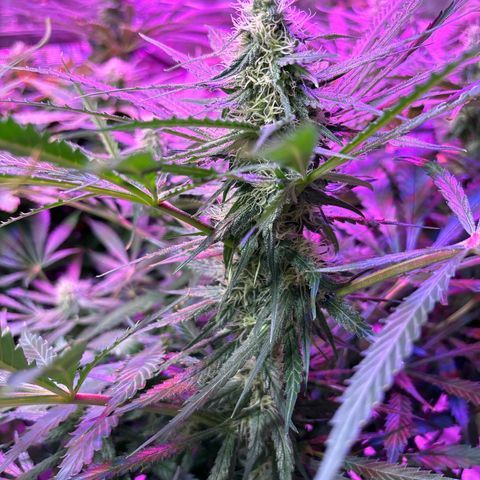 Strawberry cough #5 growlog timeline photo