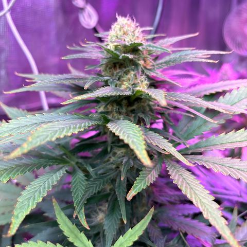 Strawberry cough #4 growlog timeline photo