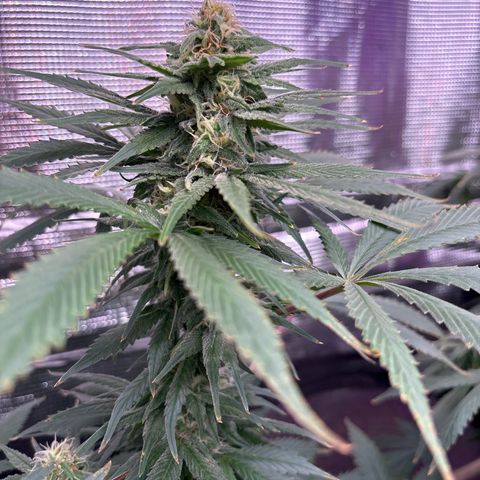 Strawberry Cough #1 growlog timeline photo