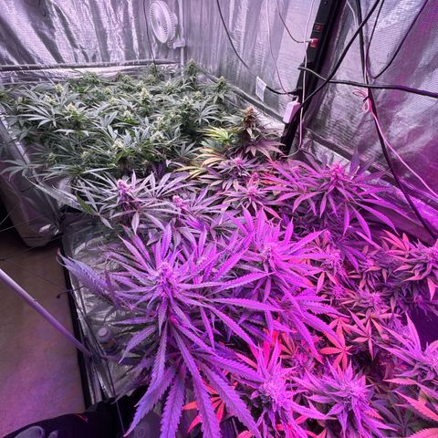 Strawberry cough #5 growlog timeline photo