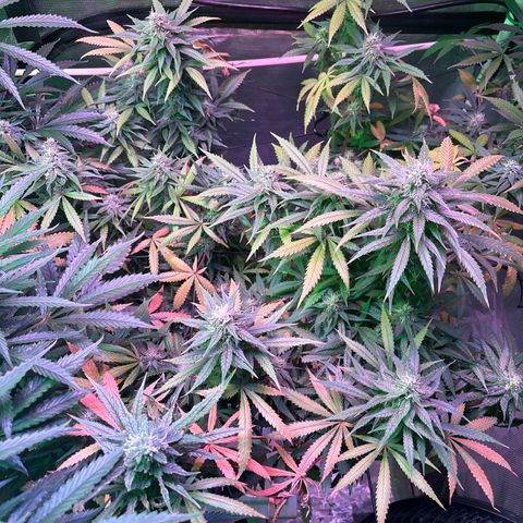 Strawberry Cough #3 growlog timeline photo