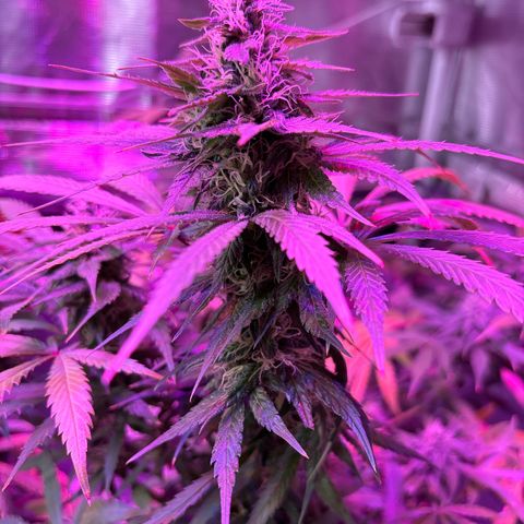Strawberry Cough #3 growlog timeline photo