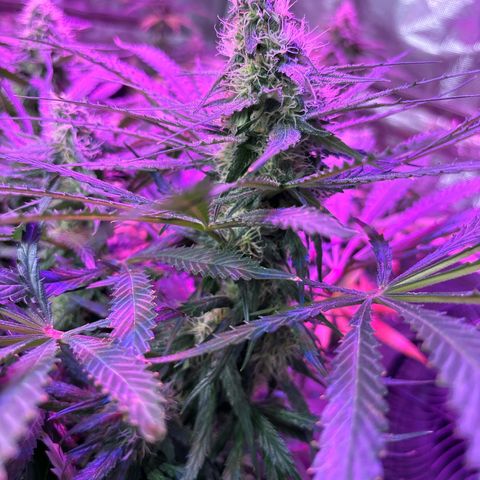 Strawberry cough #5 growlog timeline photo