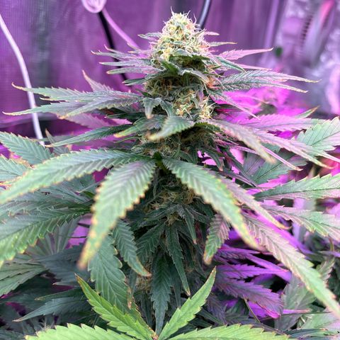 Strawberry Cough #3 growlog timeline photo
