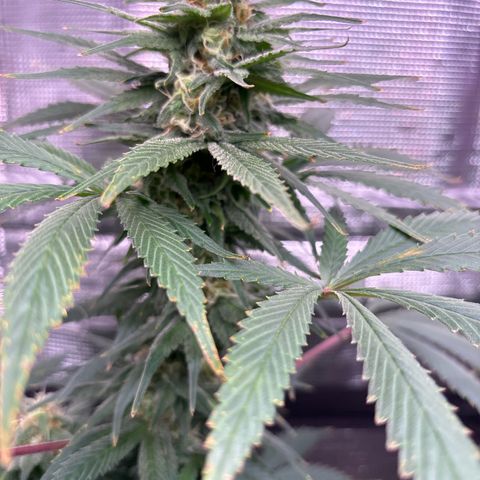 Strawberry Cough #1 growlog timeline photo