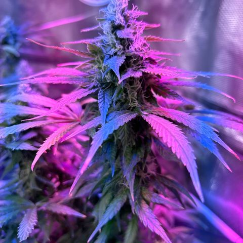 Strawberry Cough #3 growlog timeline photo