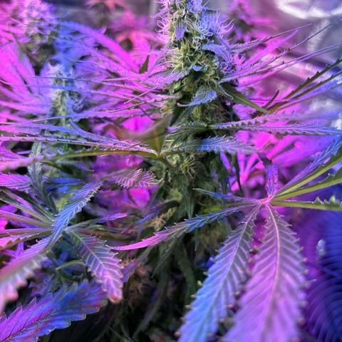 Strawberry cough #5 growlog timeline photo