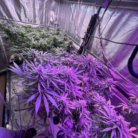 Strawberry cough #5 growlog timeline photo