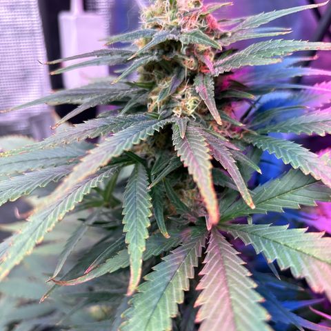 Strawberry cough #4 growlog timeline photo