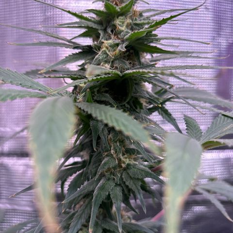 Strawberry Cough #1 growlog timeline photo