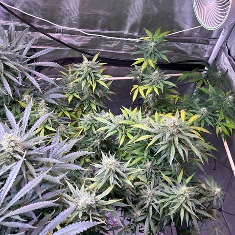 Strawberry Cough #3 growlog timeline photo
