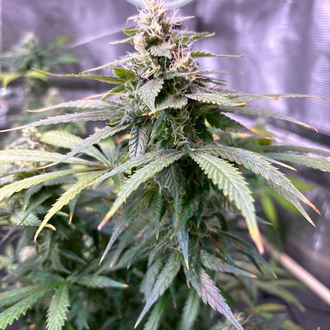 Strawberry Cough #3 growlog timeline photo