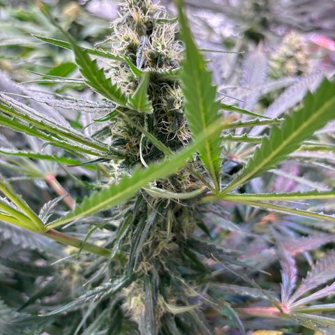 Strawberry cough #5 growlog timeline photo