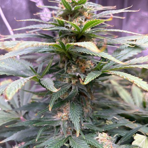Strawberry cough #4 growlog timeline photo