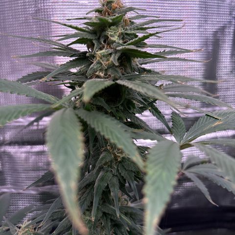 Strawberry Cough #1 growlog timeline photo