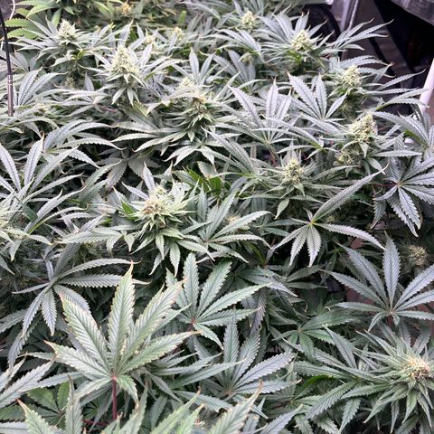 Strawberry cough #5 growlog timeline photo