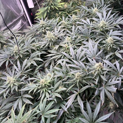 Strawberry cough #5 growlog timeline photo