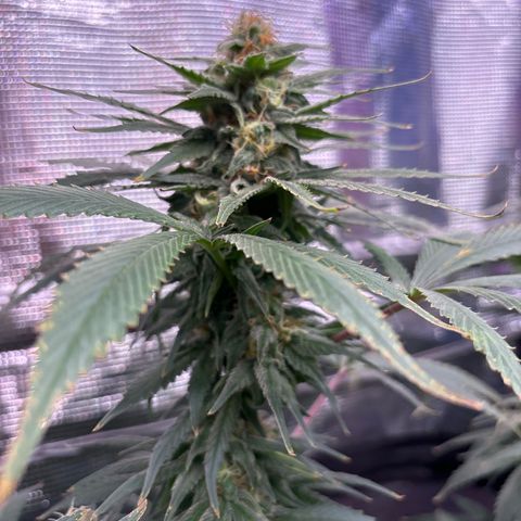 Strawberry Cough #1 growlog timeline photo