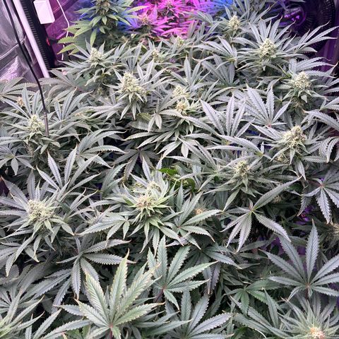 Strawberry cough #5 growlog timeline photo