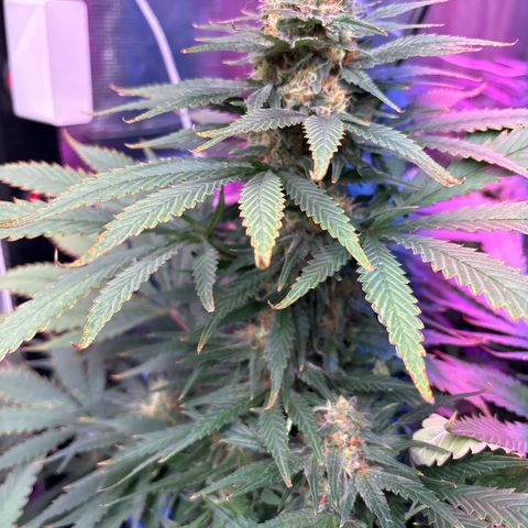 Strawberry cough #4 growlog timeline photo