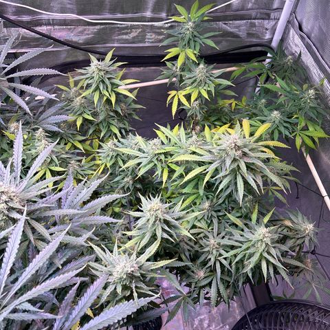 Strawberry Cough #3 growlog timeline photo