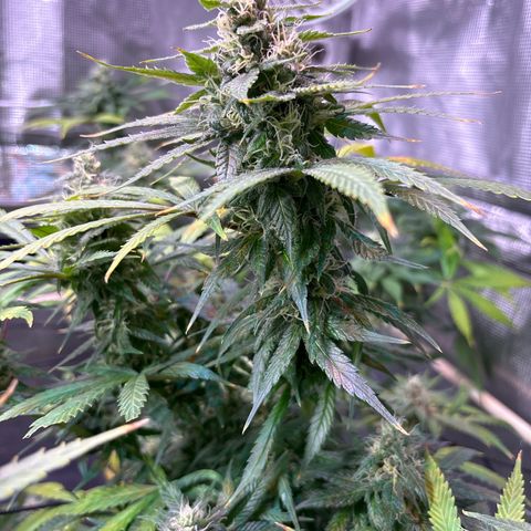 Strawberry Cough #3 growlog timeline photo