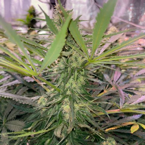 Strawberry cough #5 growlog timeline photo