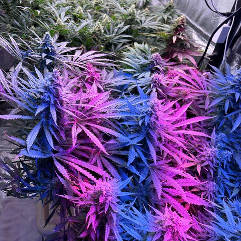 Strawberry cough #5 growlog timeline photo