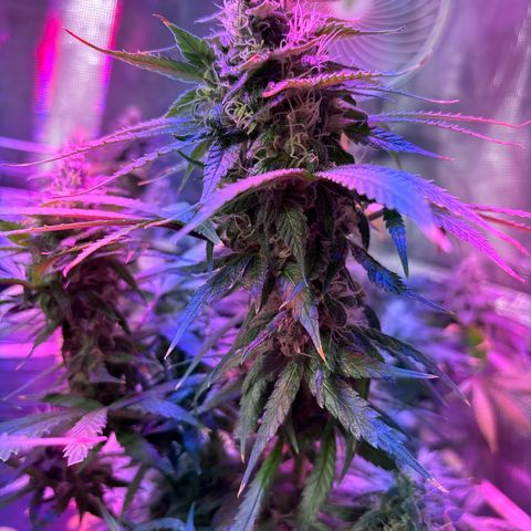Strawberry Cough #3 growlog timeline photo