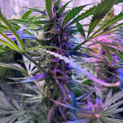 Strawberry cough #5 growlog timeline photo