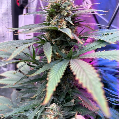 Strawberry cough #4 growlog timeline photo