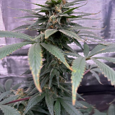 Strawberry Cough #1 growlog timeline photo