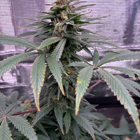 Strawberry Cough #1 growlog timeline photo