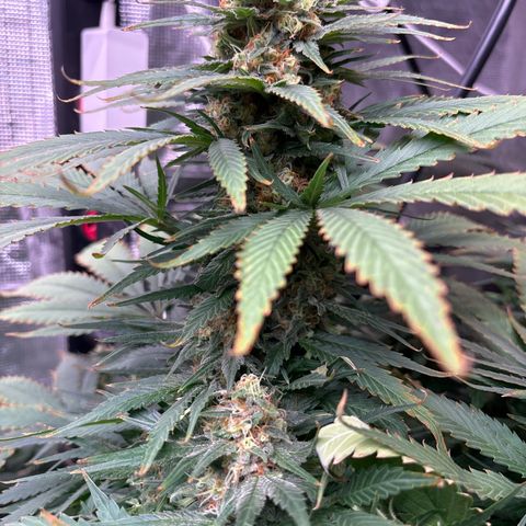 Strawberry cough #4 growlog timeline photo