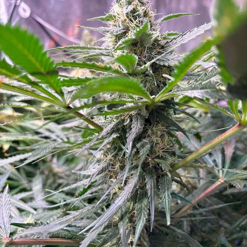 Strawberry cough #5 growlog timeline photo